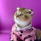 ذكر سكوتش فولد قولد تم البيع