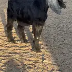 تيوس اعمارها 4 شهور