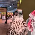 مطلوب صقر تعلم