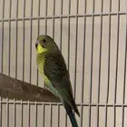 فرخ بادجي بلاك وينق