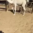 قعود كفو فل الفل مغلق للبيع التواصل اتصال