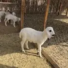 داغور طلي عمره ثلاث شهور