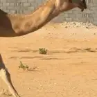 للبيع ناقه ضريبه