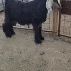 تيس مشروع فحل عارضي معرف طيب