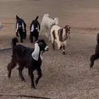 جفرات عوارض طيبات