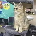 قطه سكوتش استريت