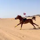 خيل