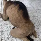 توفير ذبايح داخل و خارج جده مع خدمه الذبح و التوصيل