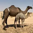 عشاير للبيع بالقرب من القصب