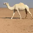 للبيع اللقحه