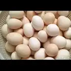بيض دجاج بلدي