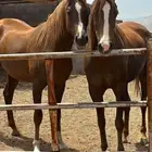مطلوب سايس خيل