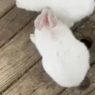 ارانبين اذكور كبار للبيع