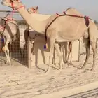 عشرا ولدها جاهز للربطه ( تم البيع )