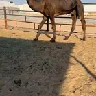 للبيع قعود كفو