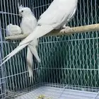 كروان البينو طار اليوم الصباح في ابو مرخة