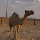 ضروبه