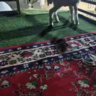 داغور بريده