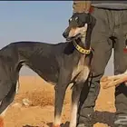 كلاب سلق