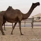 لقحه كفو مجهم