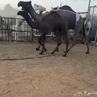 عشرا مجهم بكر طيبة تحتها بكرة كفو