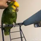 امروني دبل هد أليف ومتكلم انثاء الريش متكامل سوبر جانبو