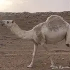 الرياض المزاحميه شخيب
