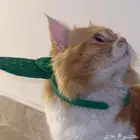 قط للتبني المؤقت