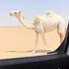 لقيه عليانيه
