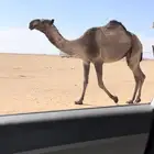 بكره صفرا لقحه