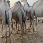 حشو قصب قعدان