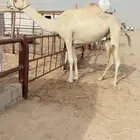 لقحه كفو وعليها وسم الخيارين