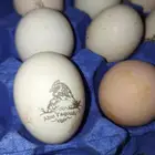 دجاج فرنسي كولمبي بيور منتج