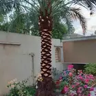 تنسيق حدائق