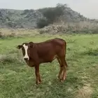 3 حسلان العمر من فوق 9 اشهر