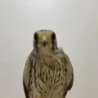 للبيع باشق الموقع النبك ابوقصر لايجي الصامل