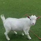 تيس وجفره ماعز قزمي