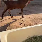 عنز هولنديه