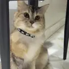 قطه للتبني المؤقت الخرج