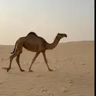 بكره رمانيه