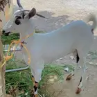 جفره للبيع