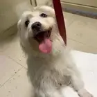 كلب للتبني