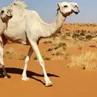 ابل للبيغ