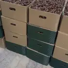 تمر شيشي