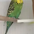 ذكر طير حب انجليزي