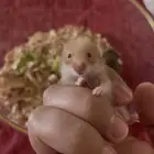 هامستر سوري مواليد