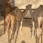 حشوان للبيع