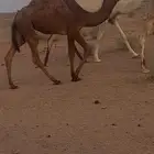 للبيع بكره