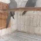 جوز دره رصاصي جاهز للإنتاج