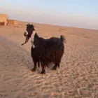 للبيع عنز عارضيه خصم